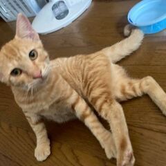 里親募集中　4ヶ月位女の子 - 猫