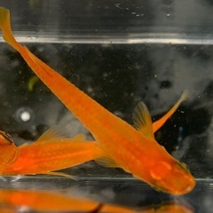 楊貴妃メダカ　約2.5㎝　10匹➕おまけ　外飼いの画像