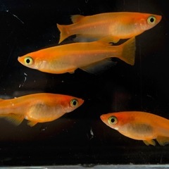 楊貴妃メダカ　約2.5㎝　10匹➕おまけ　外飼いの画像