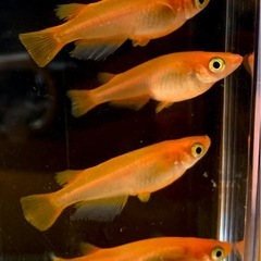 楊貴妃メダカ　約2.5㎝　10匹➕おまけ　外飼いの画像