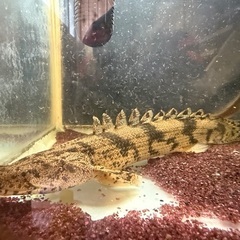 ポリプテルス3体(エンドリケリー、セネガルス、アルビノセネガルス)の画像