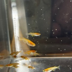 鶴崎RLF5匹の画像
