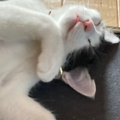 5月生まれの白黒くん