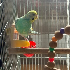 里親募集　決まりました。インコ2匹=オス・メス