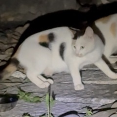 小柄なミケ猫ちゃん