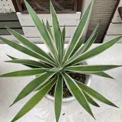 観葉植物　アガベ　ハクセンコウ（白閃光）の画像