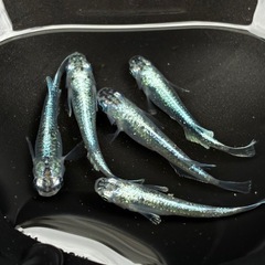 〈種親クラス〉極上　青サバ　5匹セット　♂2 ♀3 〈自信あります‼︎〉の画像