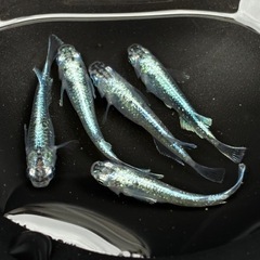 〈種親クラス〉極上　青サバ　5匹セット　♂2 ♀3 〈自信あります‼︎〉の画像