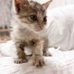 保護猫です！生後1ヶ月ほど。メス