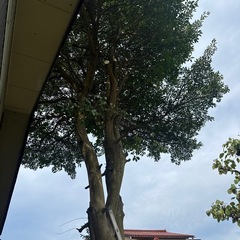 木の枝　太技の画像