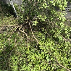 木の枝　太技の画像