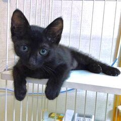 ★譲渡会あります★　神秘の象徴　黒猫さん
