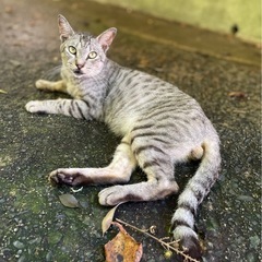 おっとりマイペースな2歳の男の子💕 − 島根県