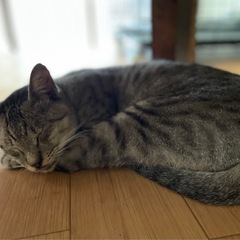 おっとりマイペースな2歳の男の子💕 - 猫
