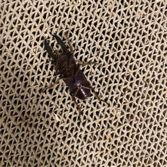 メタリフェルの画像