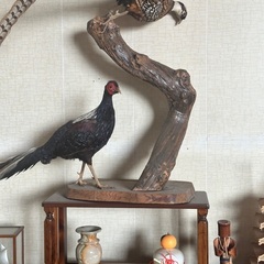 キジ？鶴？鳥の剥製の画像