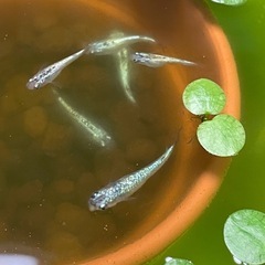 メダカ　サファイア稚魚　初心者向け飼育セットの画像