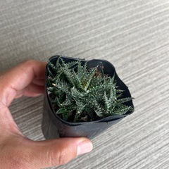 アロエデンティティの画像