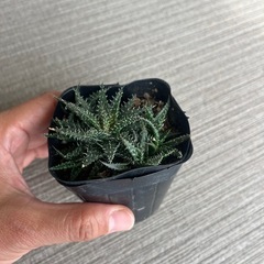 アロエデンティティの画像