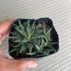 アロエデンティティの画像