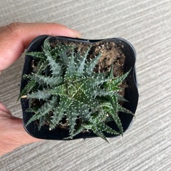 アロエデンティティの画像