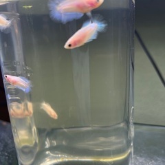 2cm 赤ちゃんベタ　1匹200円、100匹15000円　「熱帯魚」の画像