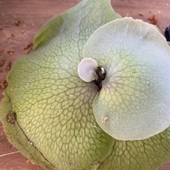 【観葉植物】 ビカクシダ　P. Mickey's #1の画像