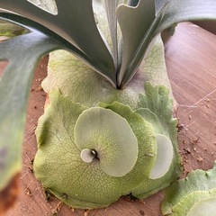【観葉植物】 ビカクシダ　P. Mickey's #1の画像