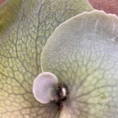【観葉植物】 ビカクシダ　P. Mickey's #1の画像