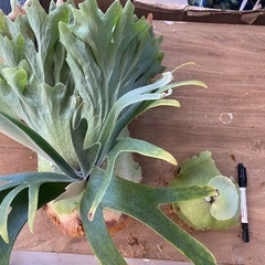 【観葉植物】 ビカクシダ　P. Mickey's #1の画像