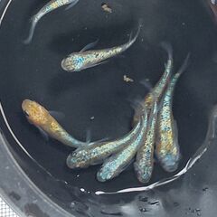 メダカ　ユリシスパラディーゾ（１ペア）の画像