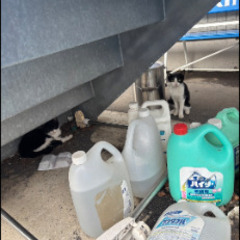 捨て猫？野良猫？