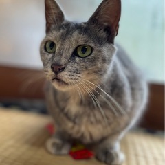 天然・おっとり・野生的な女の子😼🤍