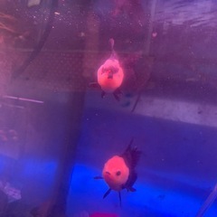 白黒オランダ獅子頭です良い良い6,000円でお願いします