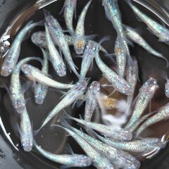 メダカ　白ブチサファイア（３０匹）の画像