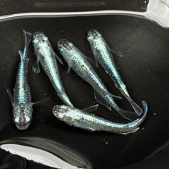 〈種親クラス〉極上　青サバ　5匹セット　♂2 ♀3〈まとめて取引大歓迎‼︎〉の画像