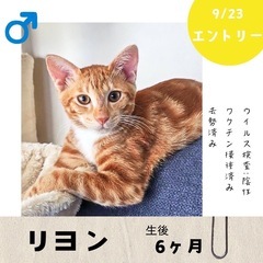 9/23(火)10:30〜保護猫の譲渡会【大刀洗ドリームセ…