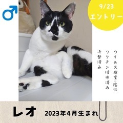 9/23(火)10:30〜保護猫の譲渡会【大刀洗ドリームセ…