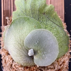 【観葉植物】 ビカクシダ　P. Mickey's #1  No.❶番の画像