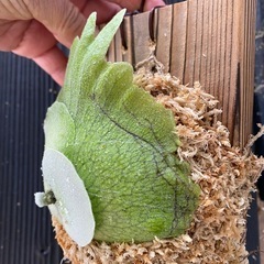 【観葉植物】 ビカクシダ　P. Mickey's #1  No.❶番の画像