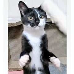 ★譲渡会あります★　おしゃれなハチワレ