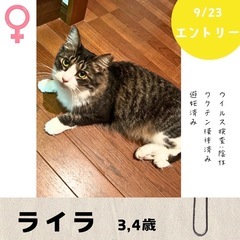 9/23(火)10:30〜保護猫の譲渡会【大刀洗ドリームセ…