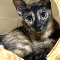 ★譲渡会あります★　可愛らしいサビちゃんです