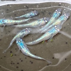 砂里メダカの販売の画像