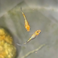 🐟ユリシス　メダカ🐟若魚6匹＋補償🐟の画像