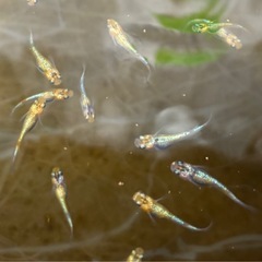 🐟ユリシス　メダカ🐟若魚6匹＋補償🐟の画像