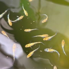 🐟ユリシス　メダカ🐟若魚6匹＋補償🐟の画像