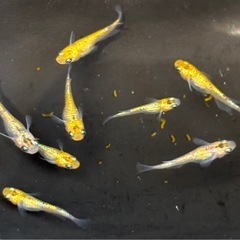 🐟ユリシス　メダカ🐟若魚6匹＋補償🐟の画像