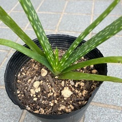 アロエベラの画像