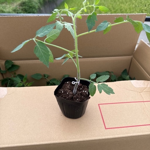 ミニトマト苗　品種アイコ　160本